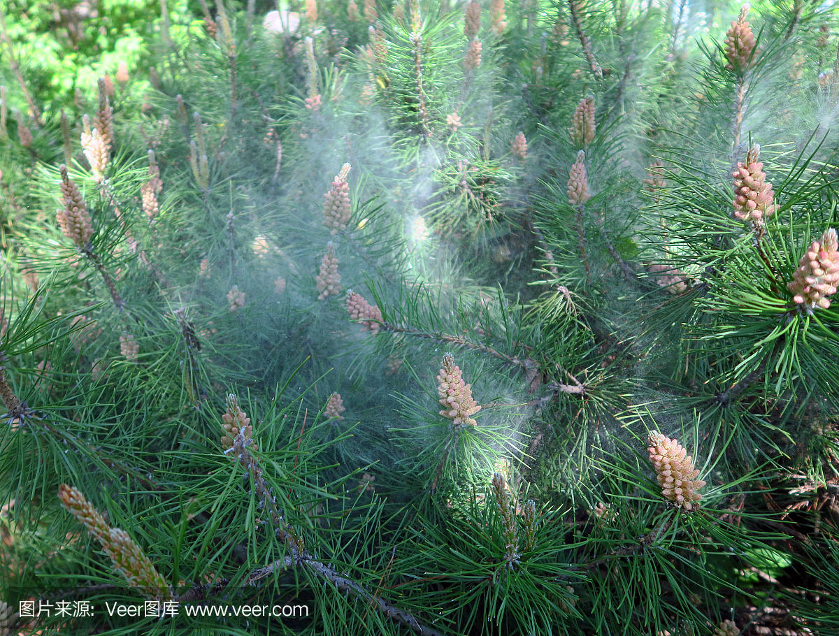 松花粉出生风经常引起过敏反应