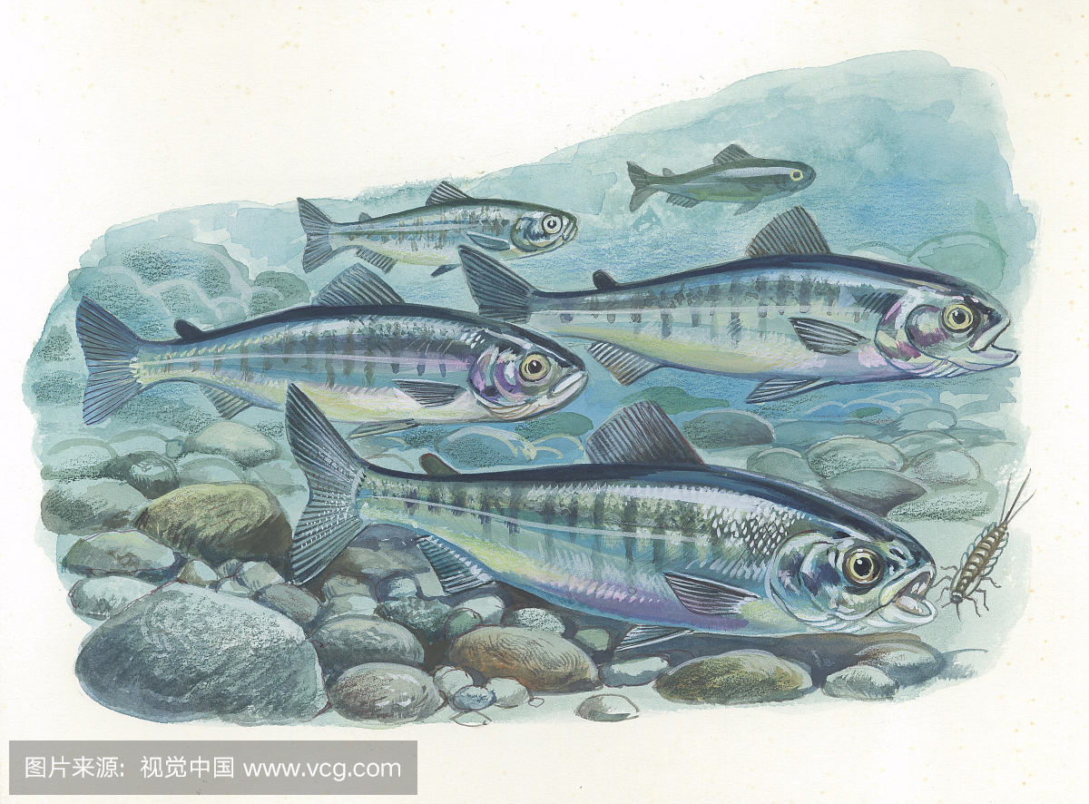 年轻的大西洋鲑鱼Salmo salar吃,插图