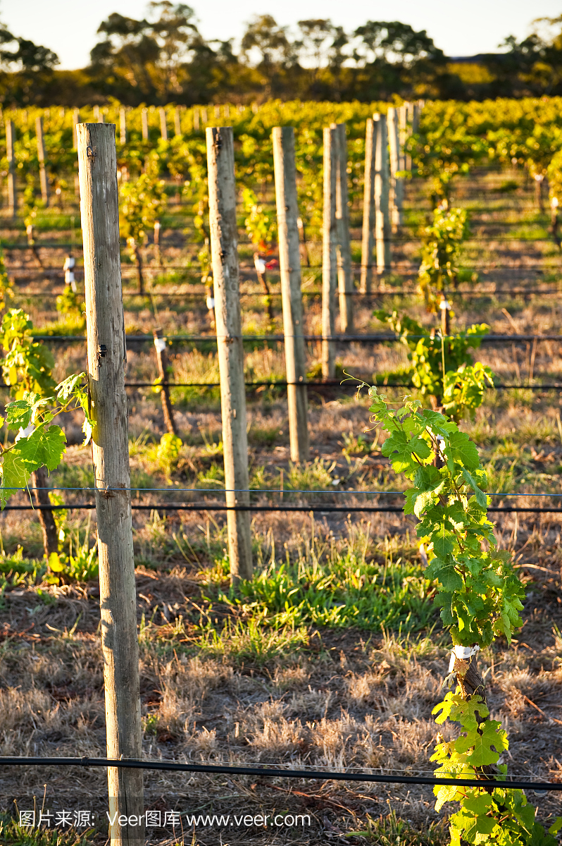 葡萄园麦克拉伦谷阿德莱德南澳大利亚