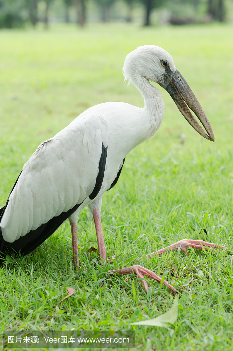 白色的pilican是公园里的病。