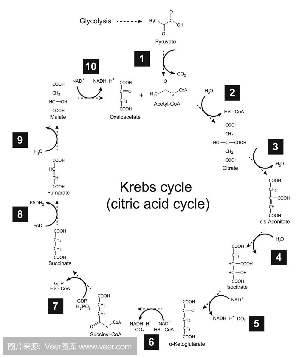 克雷布斯循环 - 三羧酸(柠檬酸)循环的例证