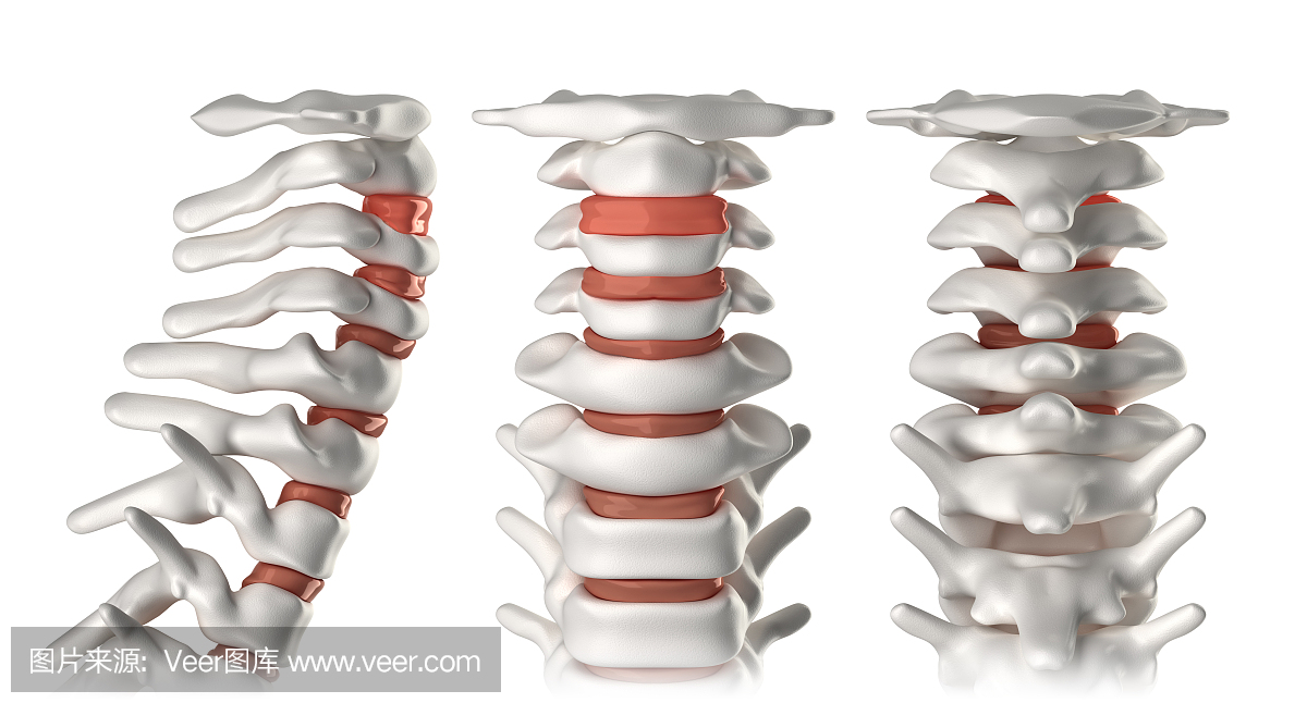 脊柱解剖颈椎区 - 侧,前,后