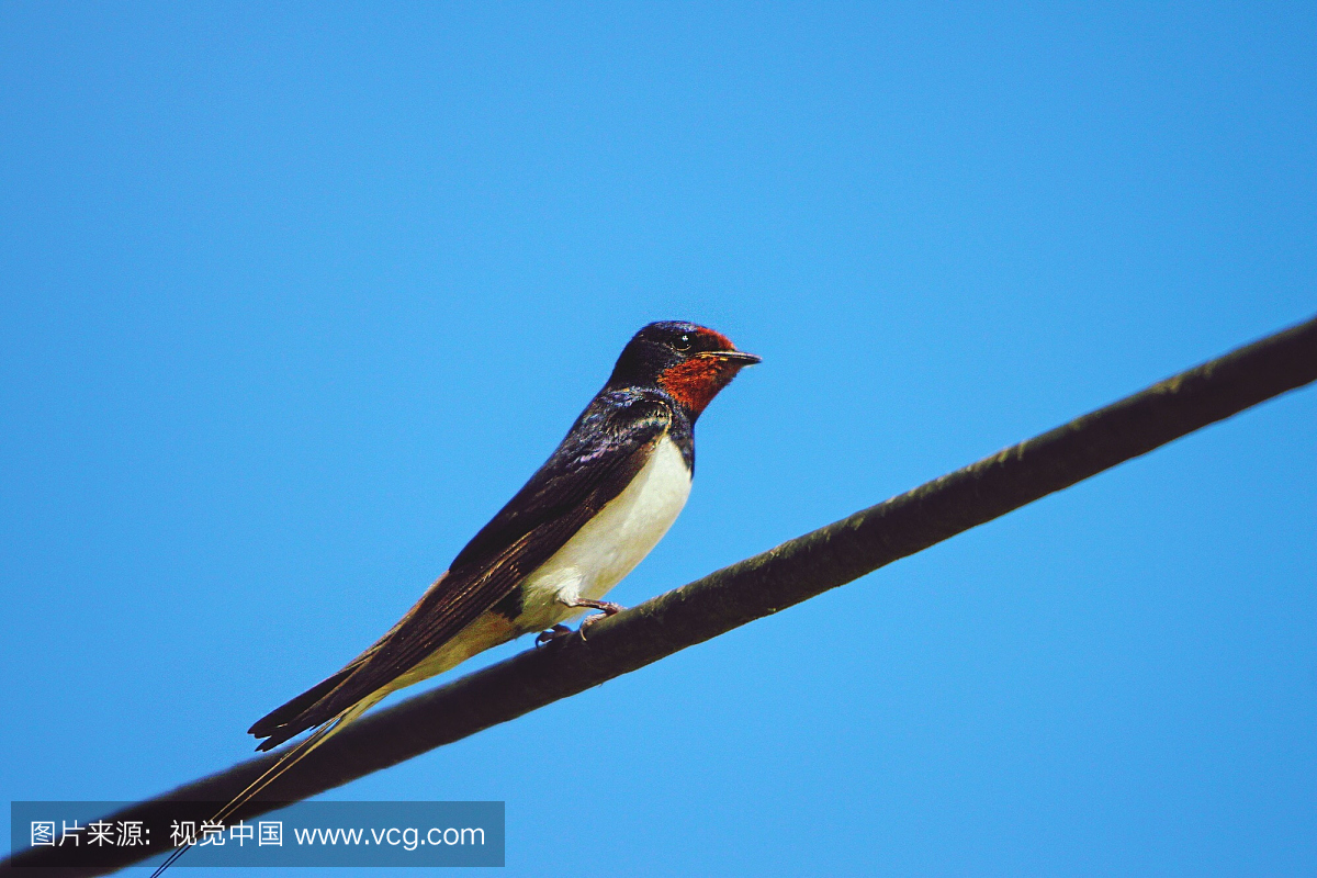 燕子,燕,小燕子,北美歌雀