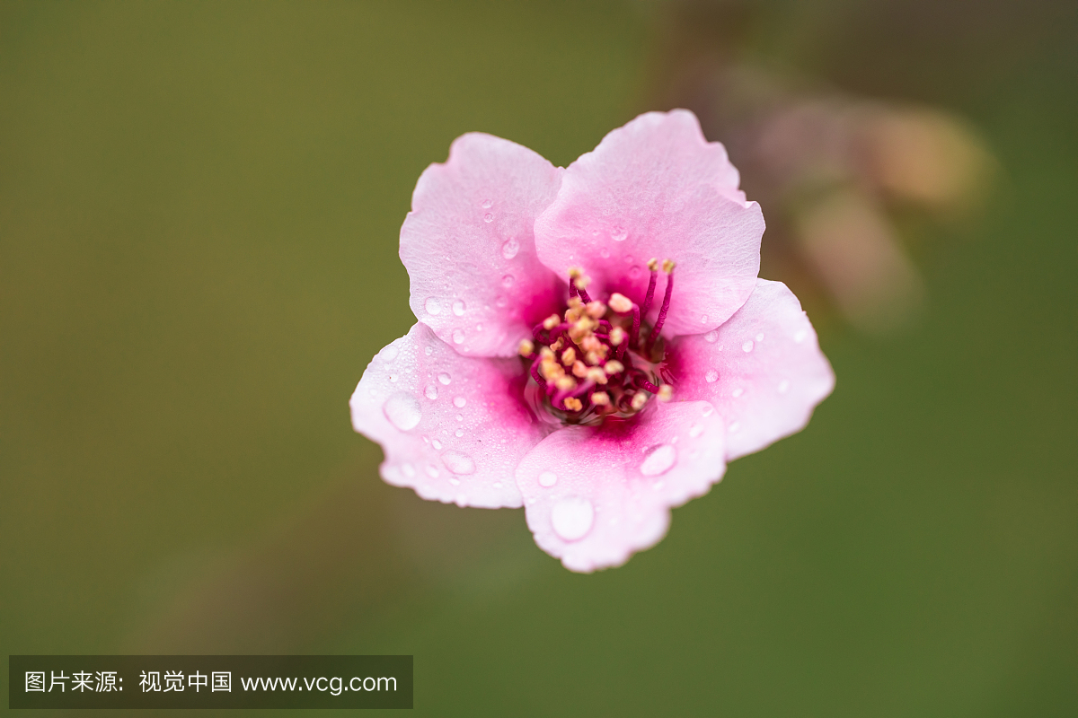 湿,粉色,紫色,英文字母S