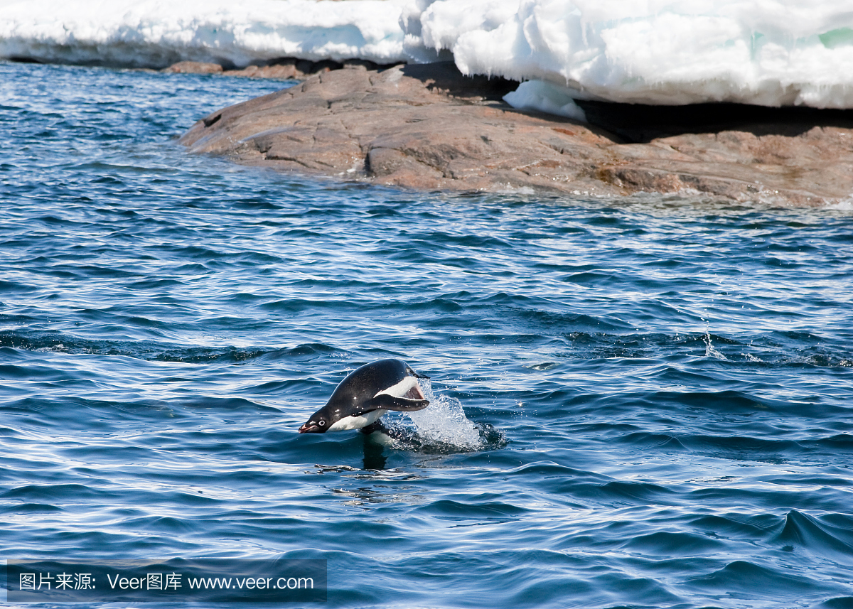 阿黛利企鹅,阿德利企鹅,大英帝国,联邦