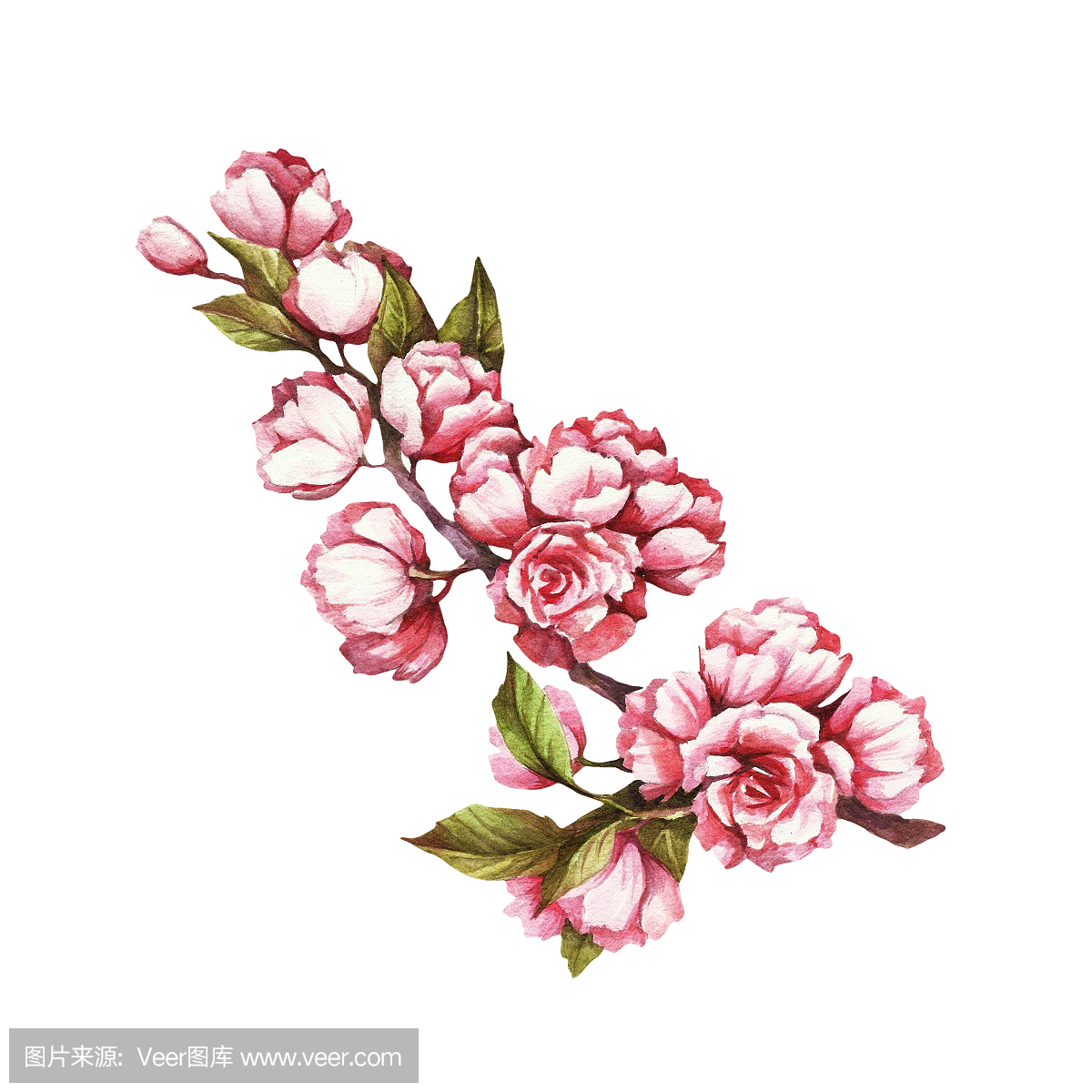 樱花的分支。手画水彩插图。