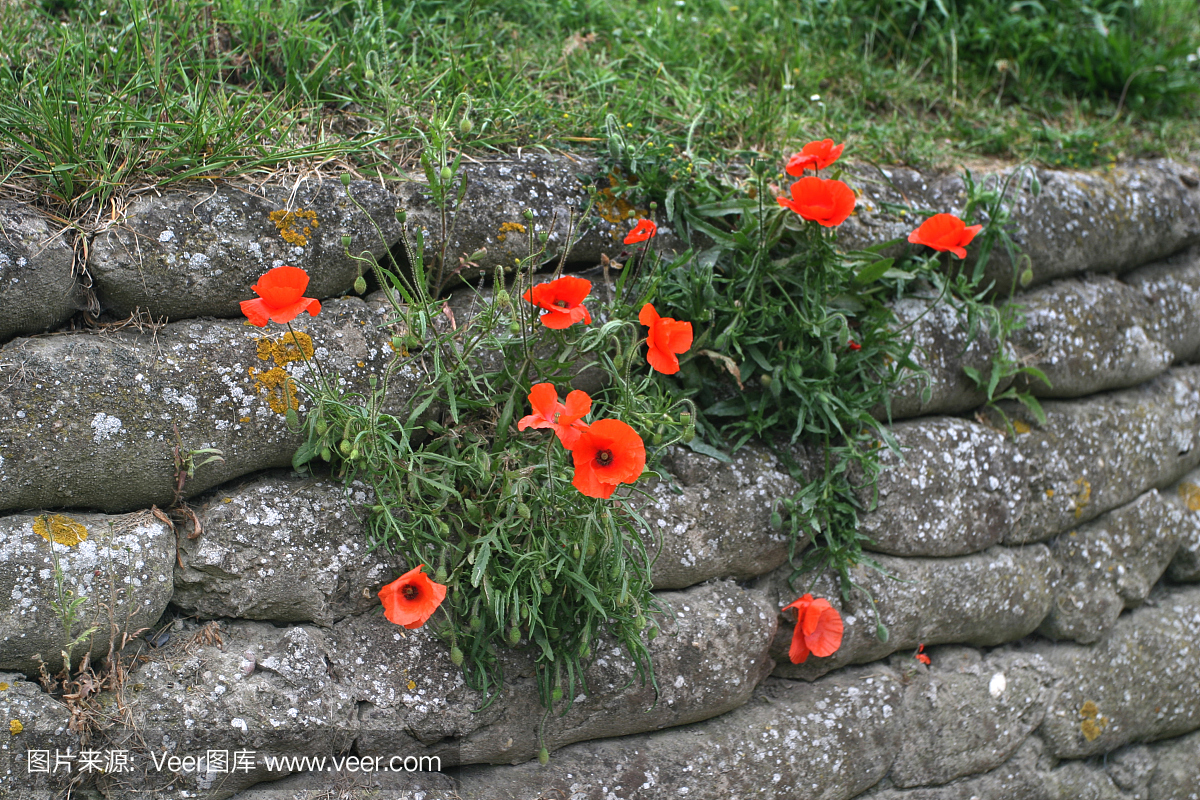 第一次世界大战,1战,一次世界大战,第1次世界大战