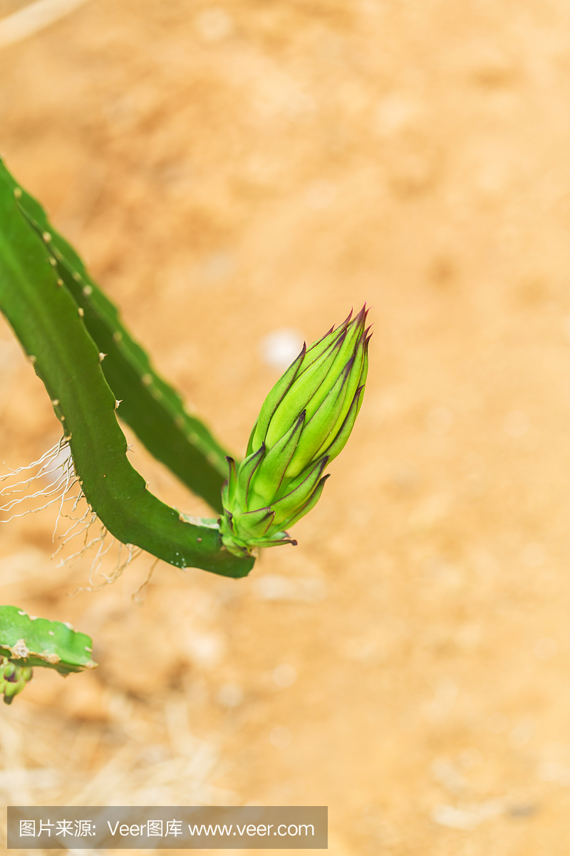 龙果花芽,火龙果在温室里盛开