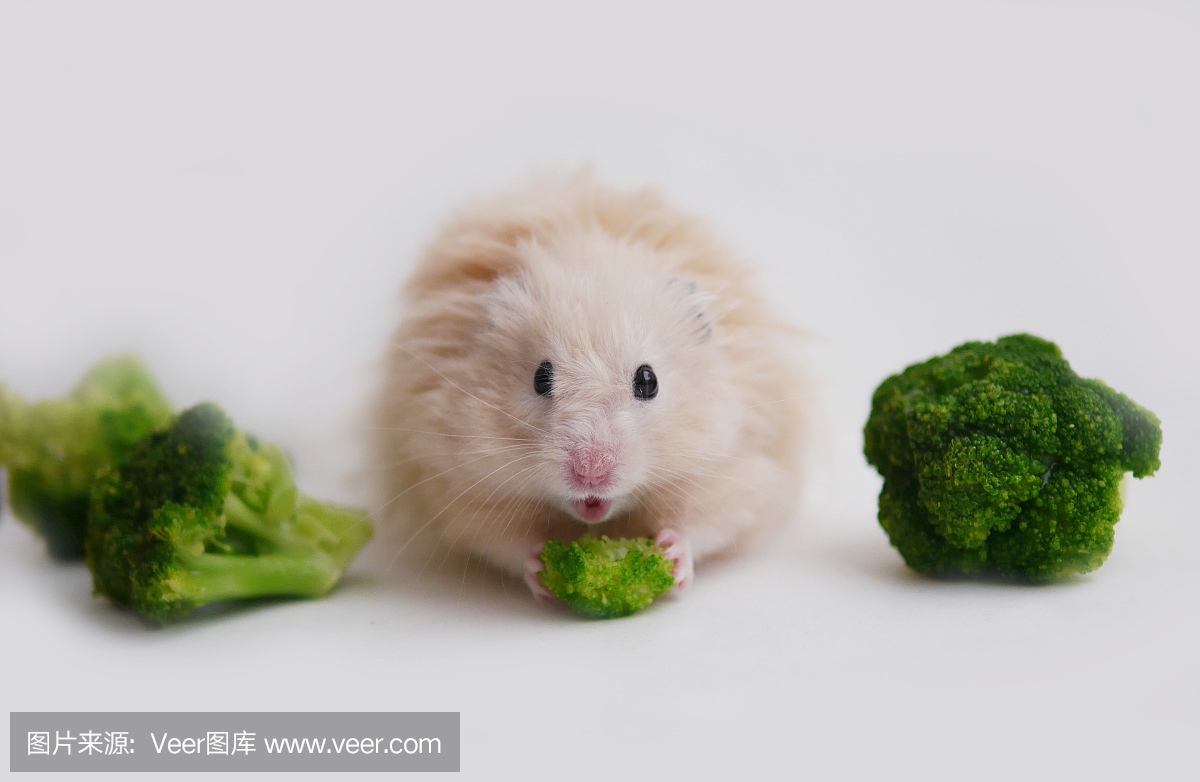 蓬松的仓鼠吃蔬菜用硬花甘蓝白菜,孤立在白色