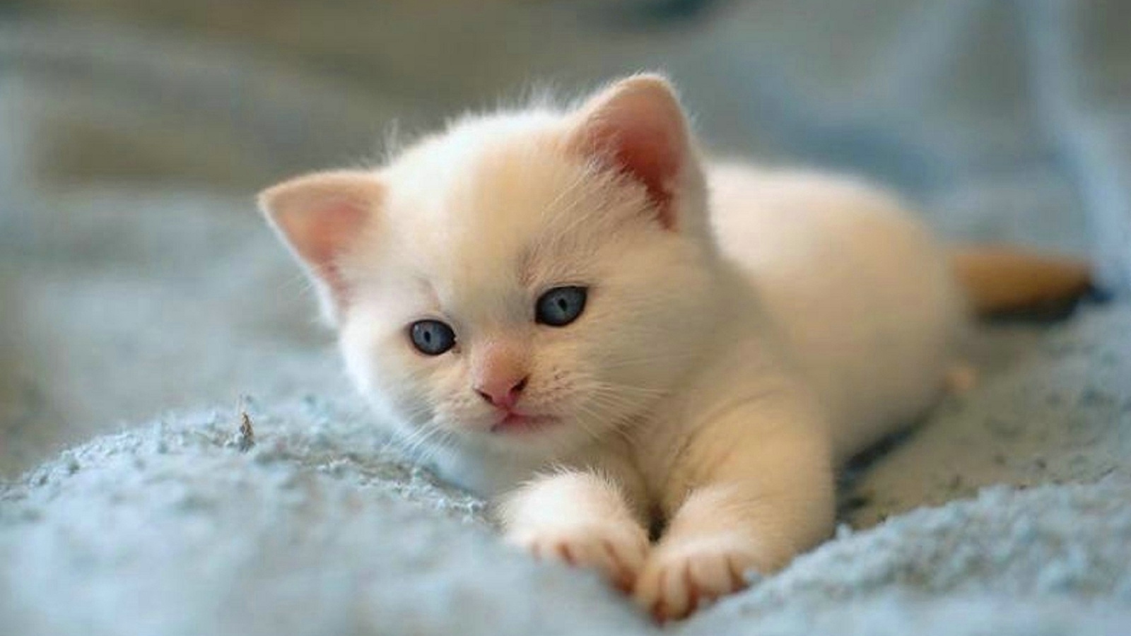 壁纸 动物 猫 猫咪 小猫 桌面 1600_900