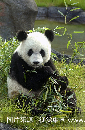 田纳西州,孟菲斯,大熊猫,贷款到当地的动物园,享