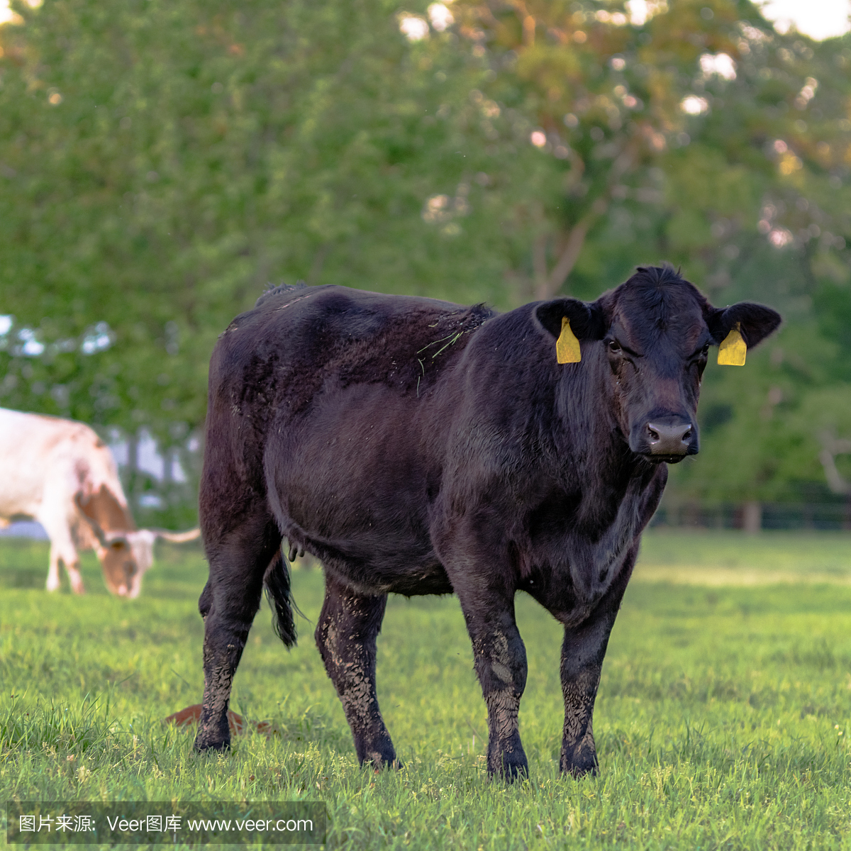 杂种奶牛,杂交牛,杂种牛,阿伯丁安格斯牛