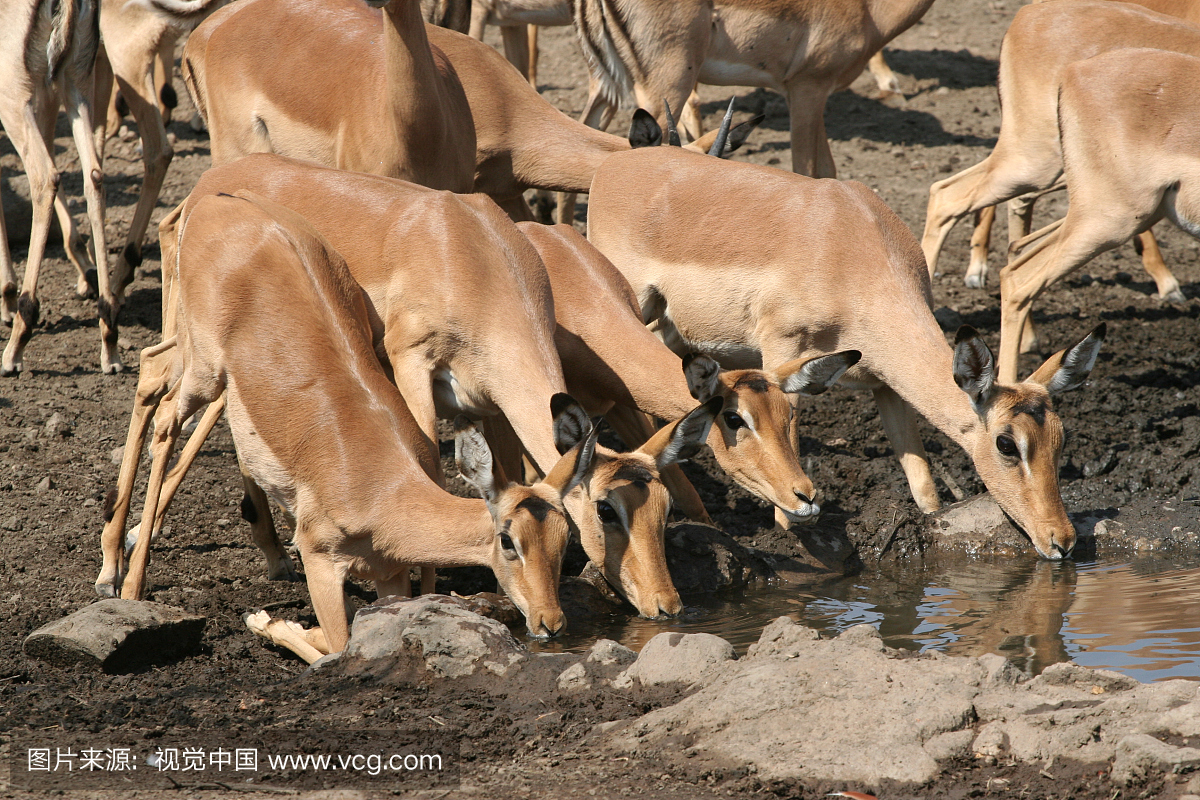 非洲,鳄鱼,野生动物,野生动物保护