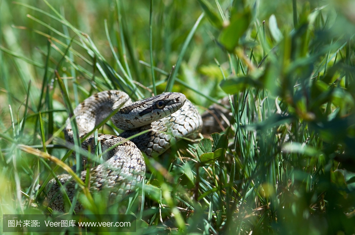 蛇在草地上狩猎