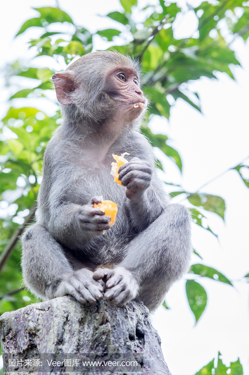 台湾猕猴吃橙(台湾猴)