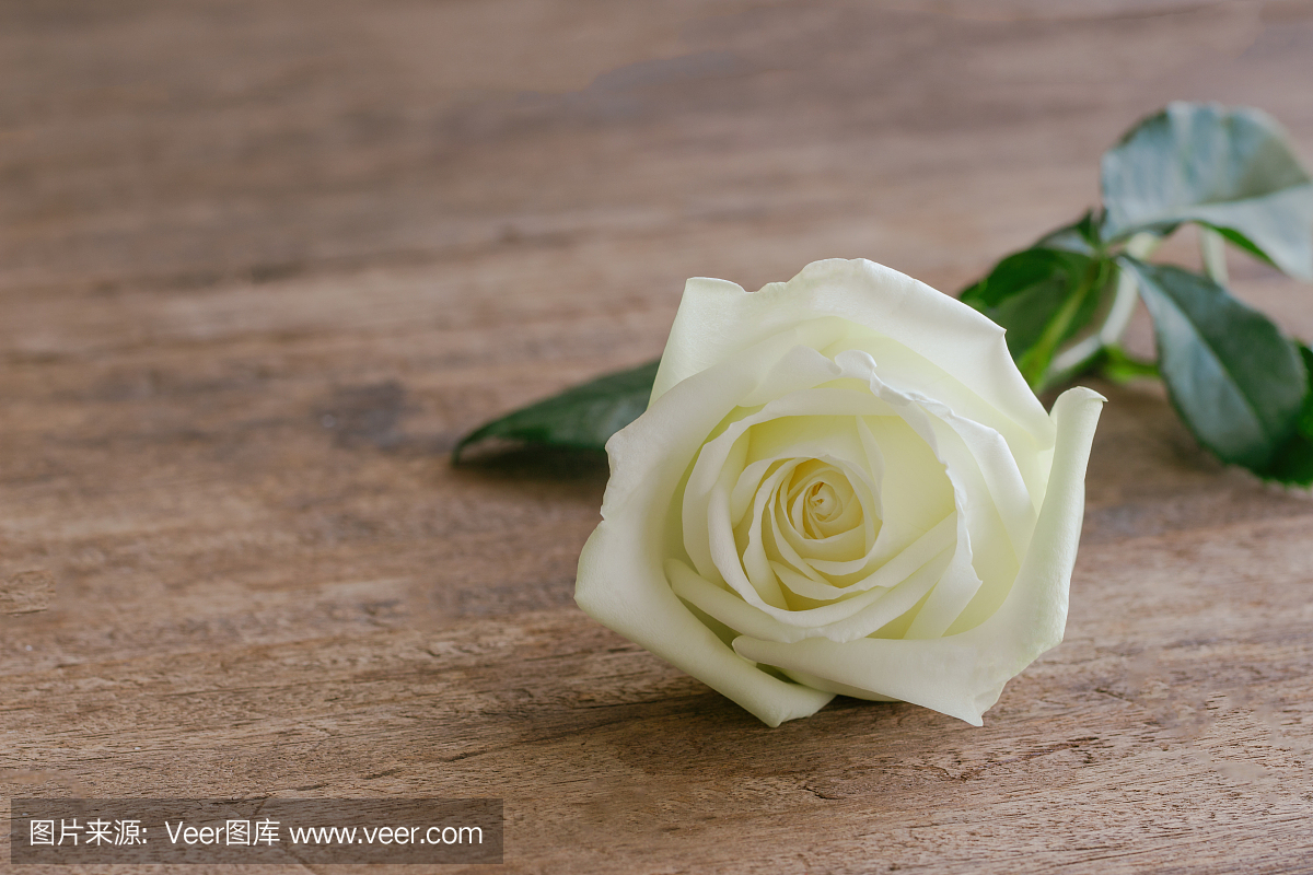 在木桌上的美丽甜美的白玫瑰与关闭视图中的副