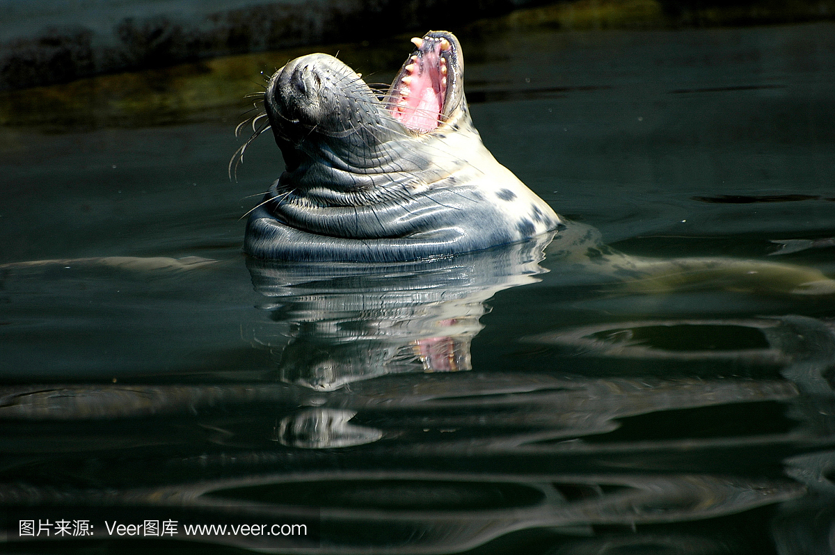 游泳密封在清水中