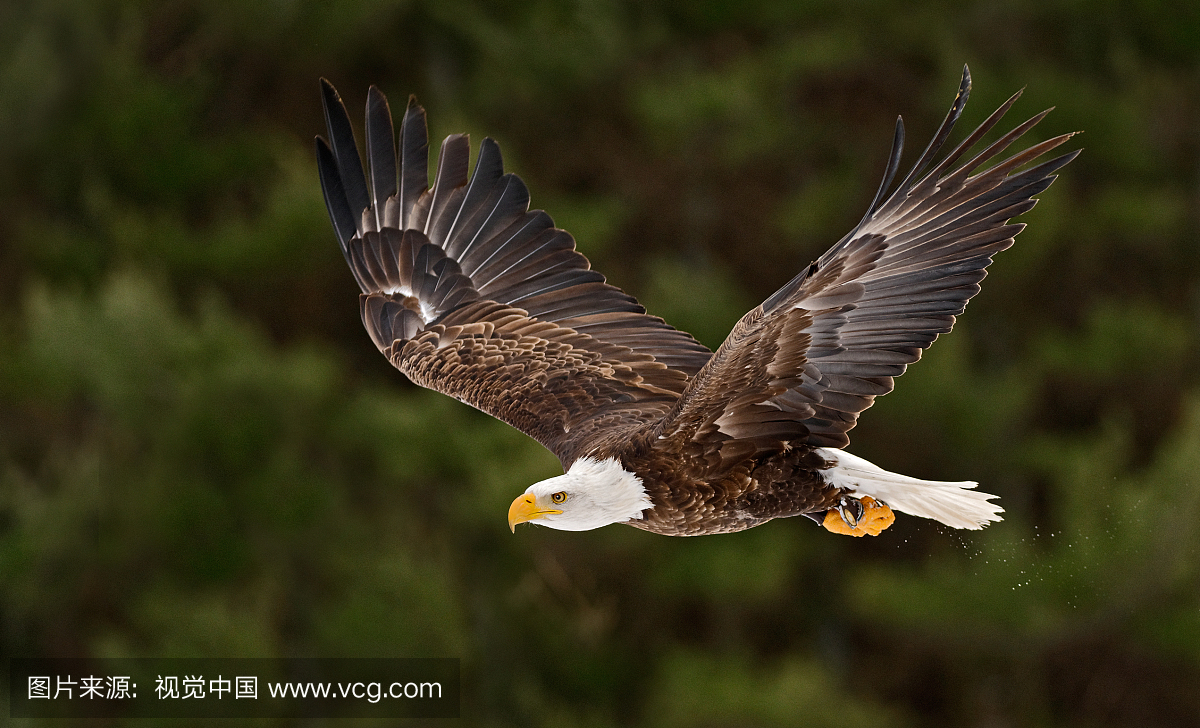 Bald Eagle in flight, #6