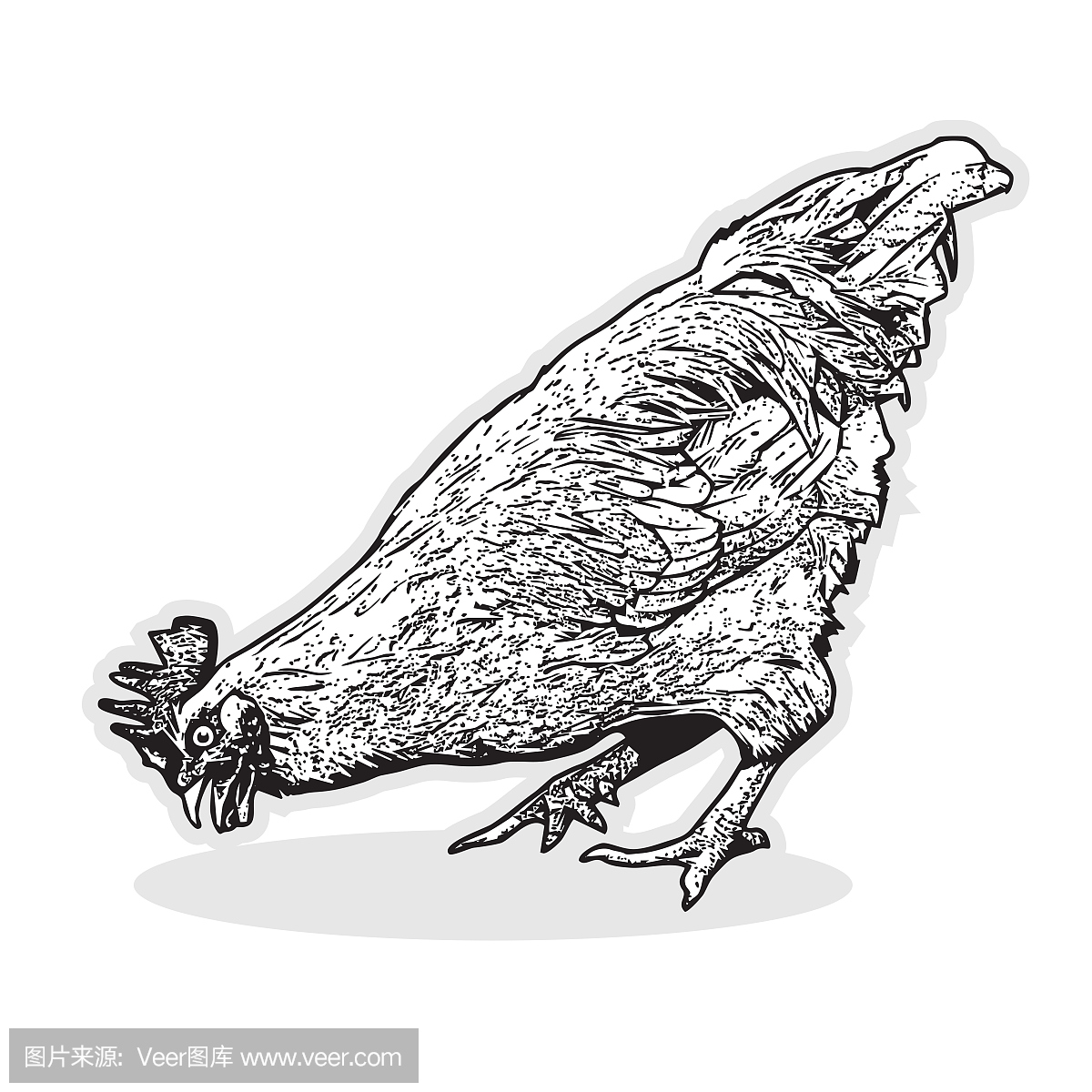 小公鸡,幼公鸡,幼公火鸡,公鸡