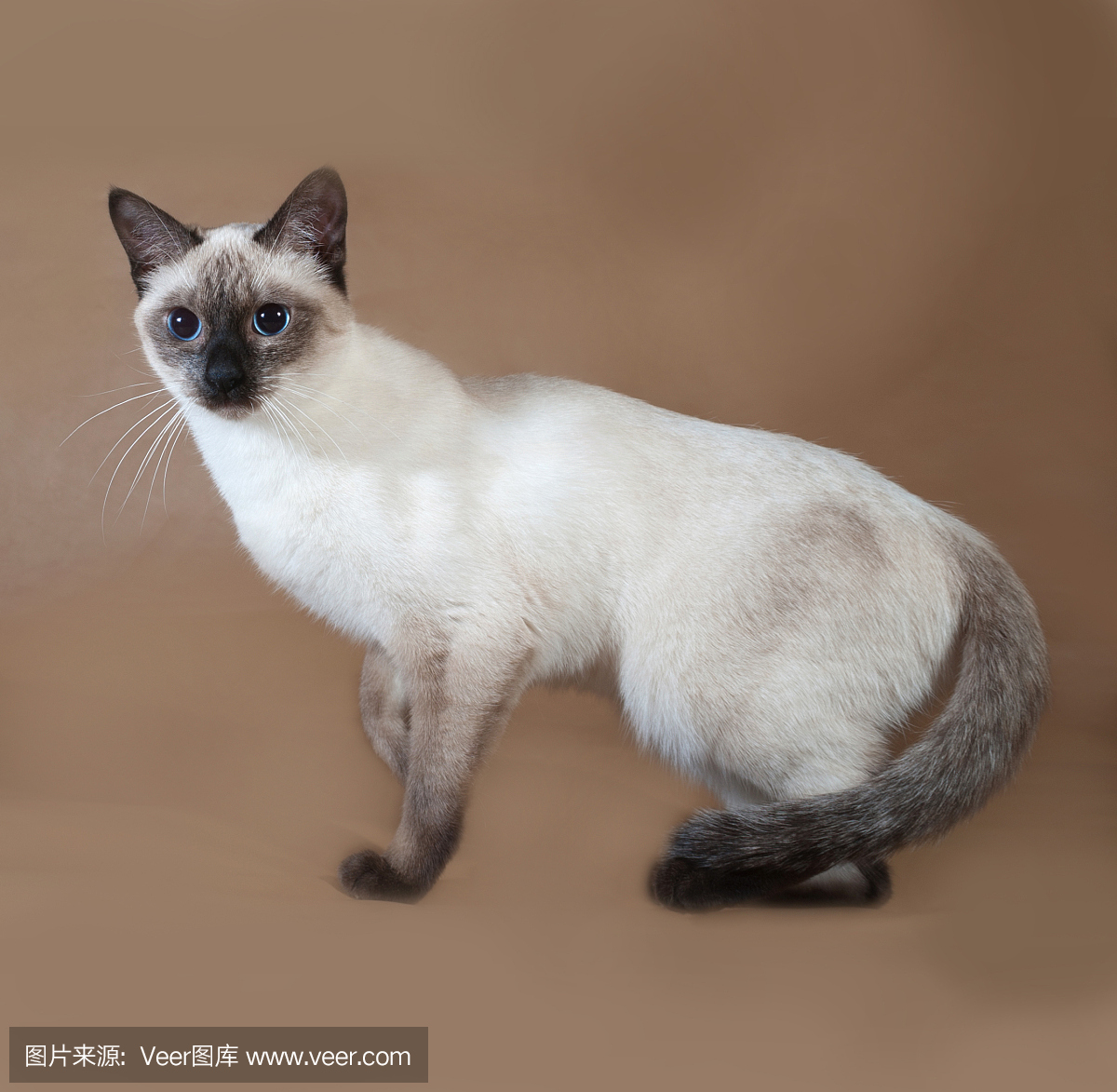 泰国猫与蓝色的眼睛站在棕色