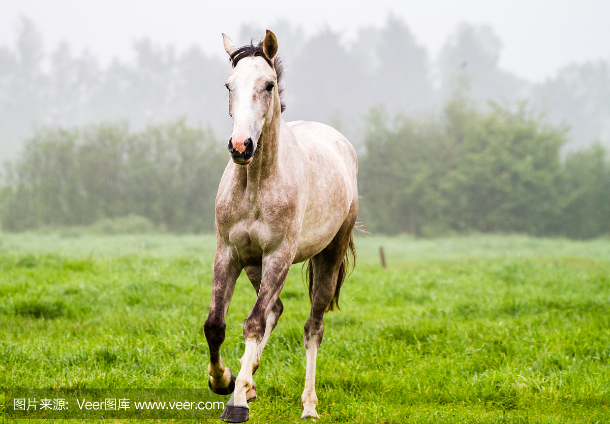 美丽的dapple灰色的马