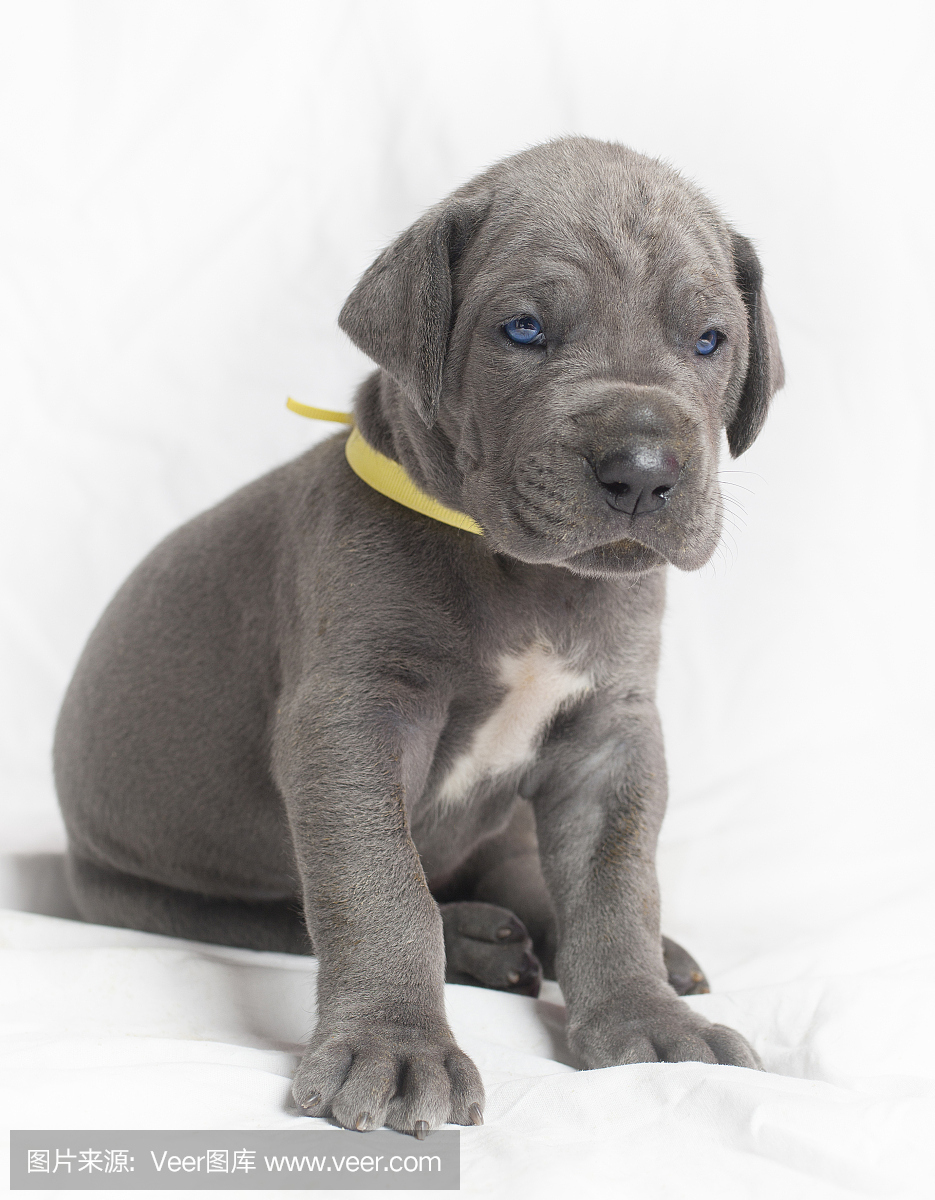 大丹狗,大丹,丹麦种大狗,大丹犬狗