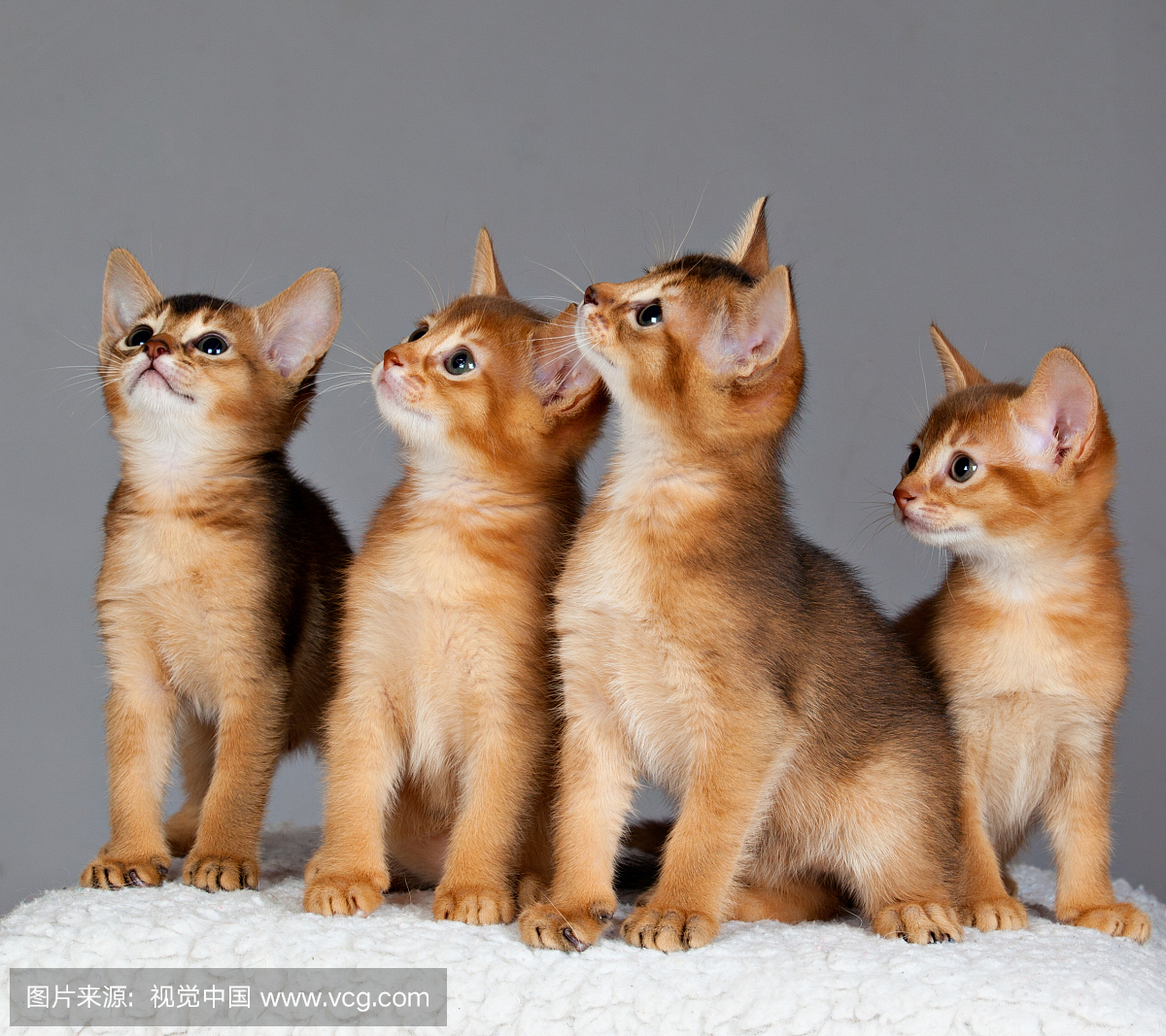 瑞典,小猫,动物,斯德哥尔摩