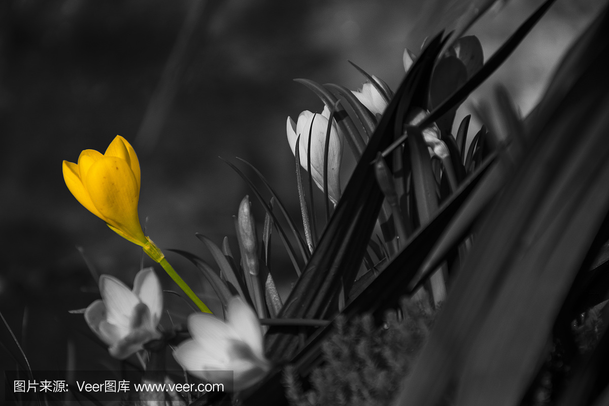 黄色的春天的花在灰色的基地与其他灰色的花