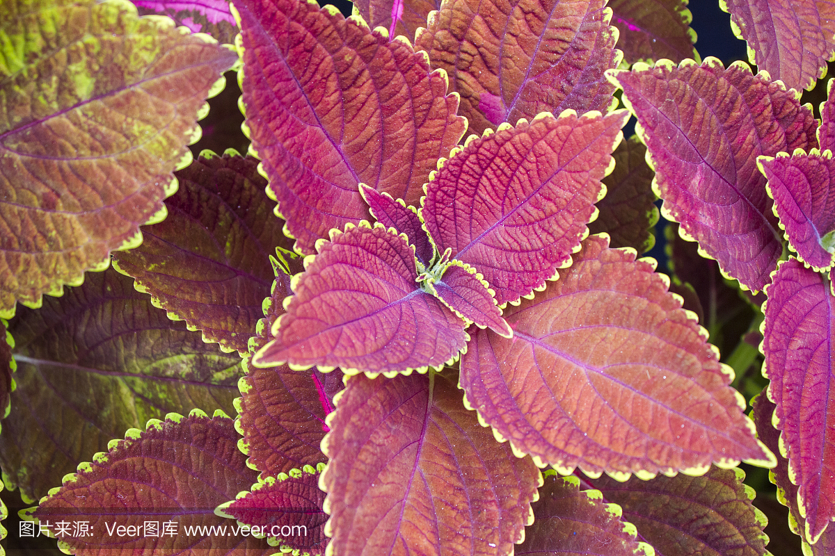 锦紫苏，Solenostemon，Prentranthus scutellarioides，Solenostemon scutellarioides。背景