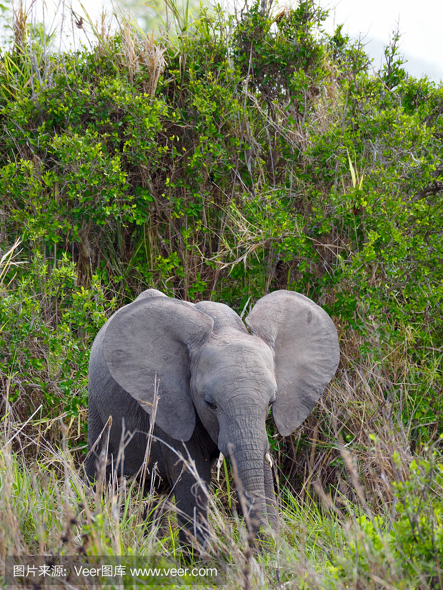 坦桑尼亚Mikumi国家公园