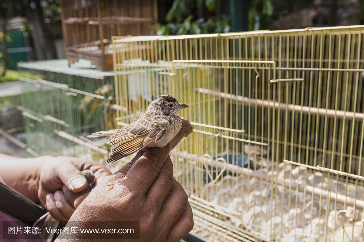 在印度尼西亚爪哇省日惹鸟类市场销售的多彩笼