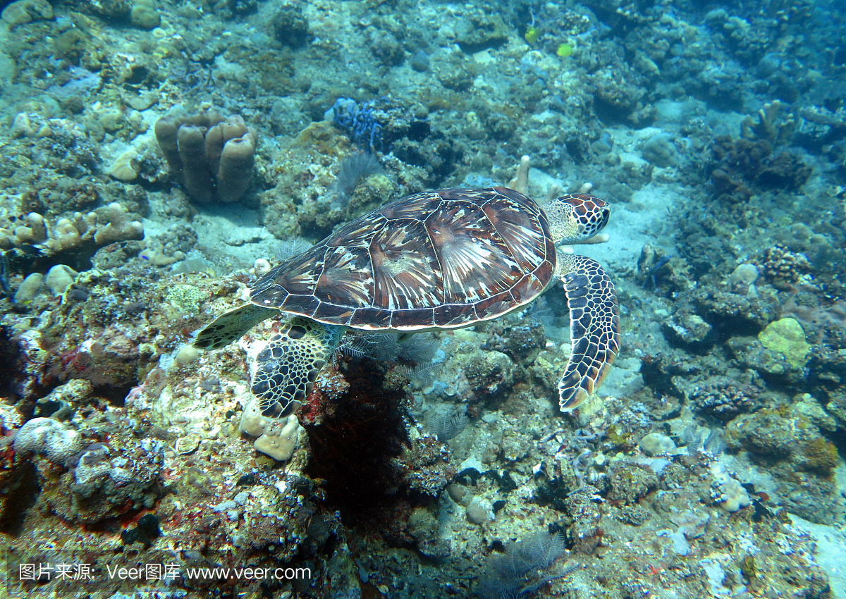 玳瑁海龟目前在珊瑚礁岛,巴厘岛