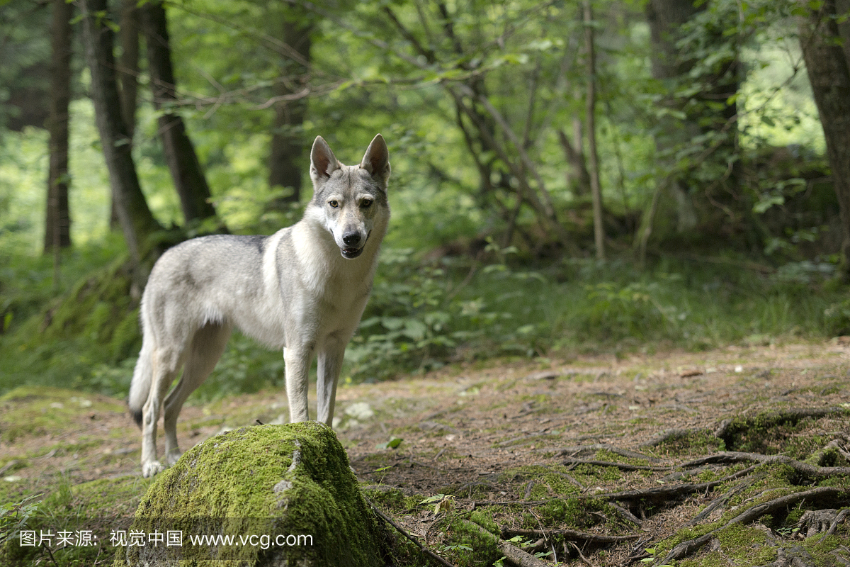捷克斯洛伐克狼狗肖像在巴伐利亚森林国家公园