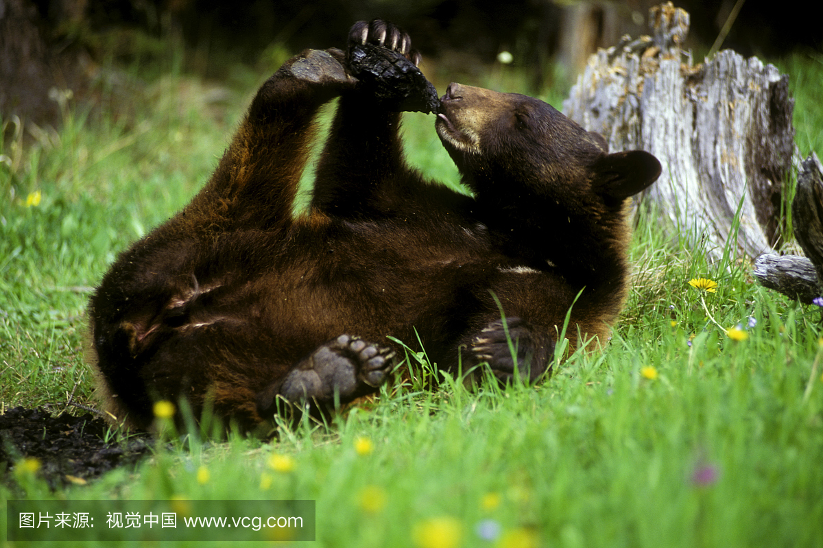 黑熊ursus美国人一年一次在草地上玩脚。夏季