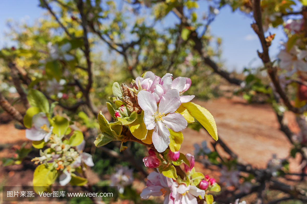 树开花,春天在基布兹果园内盖夫沙漠,以色列在