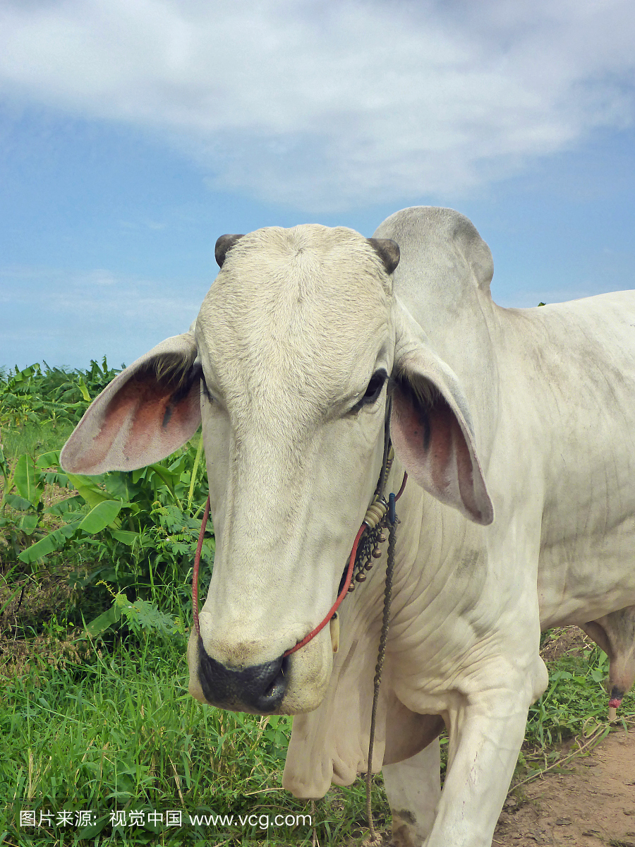 友好的婆罗门牛,靠近金边的柬埔寨乡村
