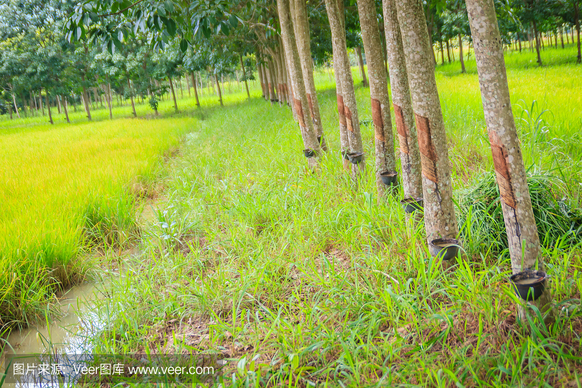 在稻田中种植橡胶树的混合农业是农民在同一领