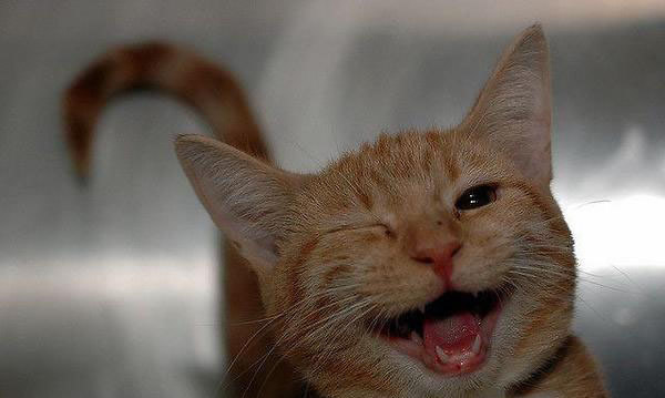 猫咪淘宝可群发软件_可以看片的猫咪软件_猫咪软件下载破