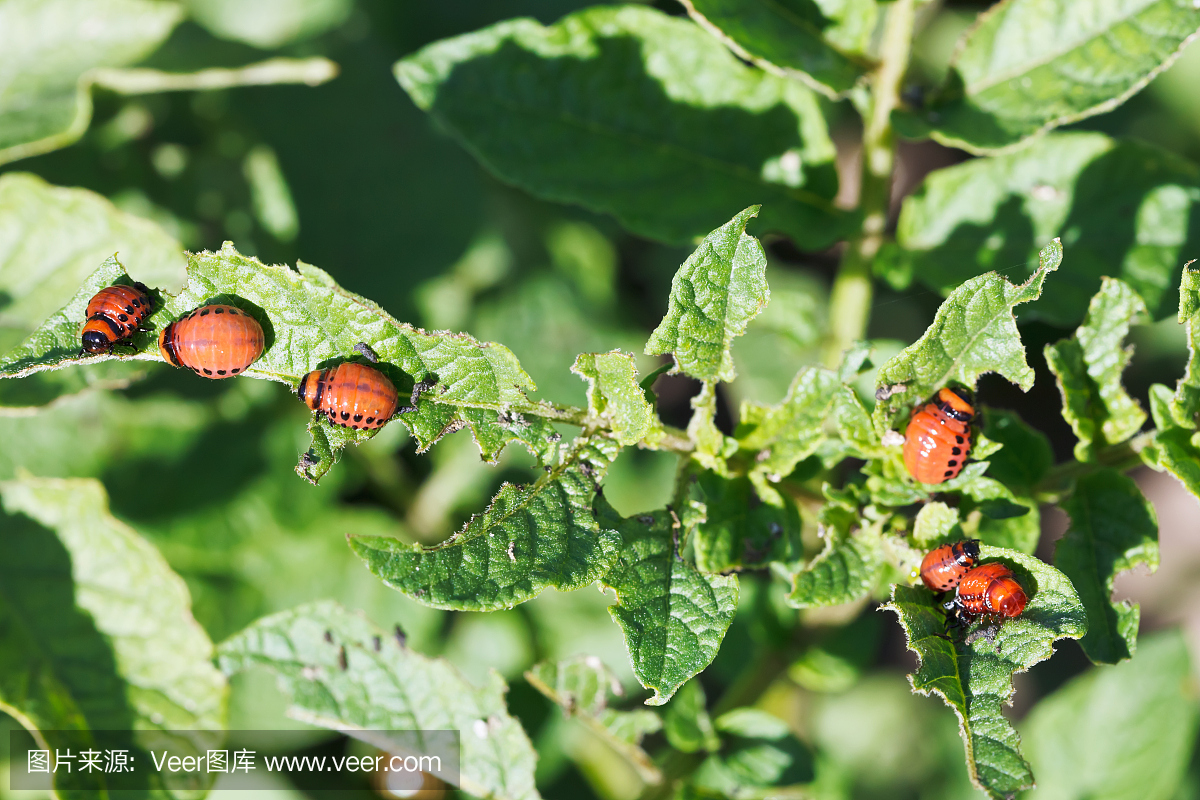 许多幼虫的科罗拉多马铃薯甲虫吃土豆