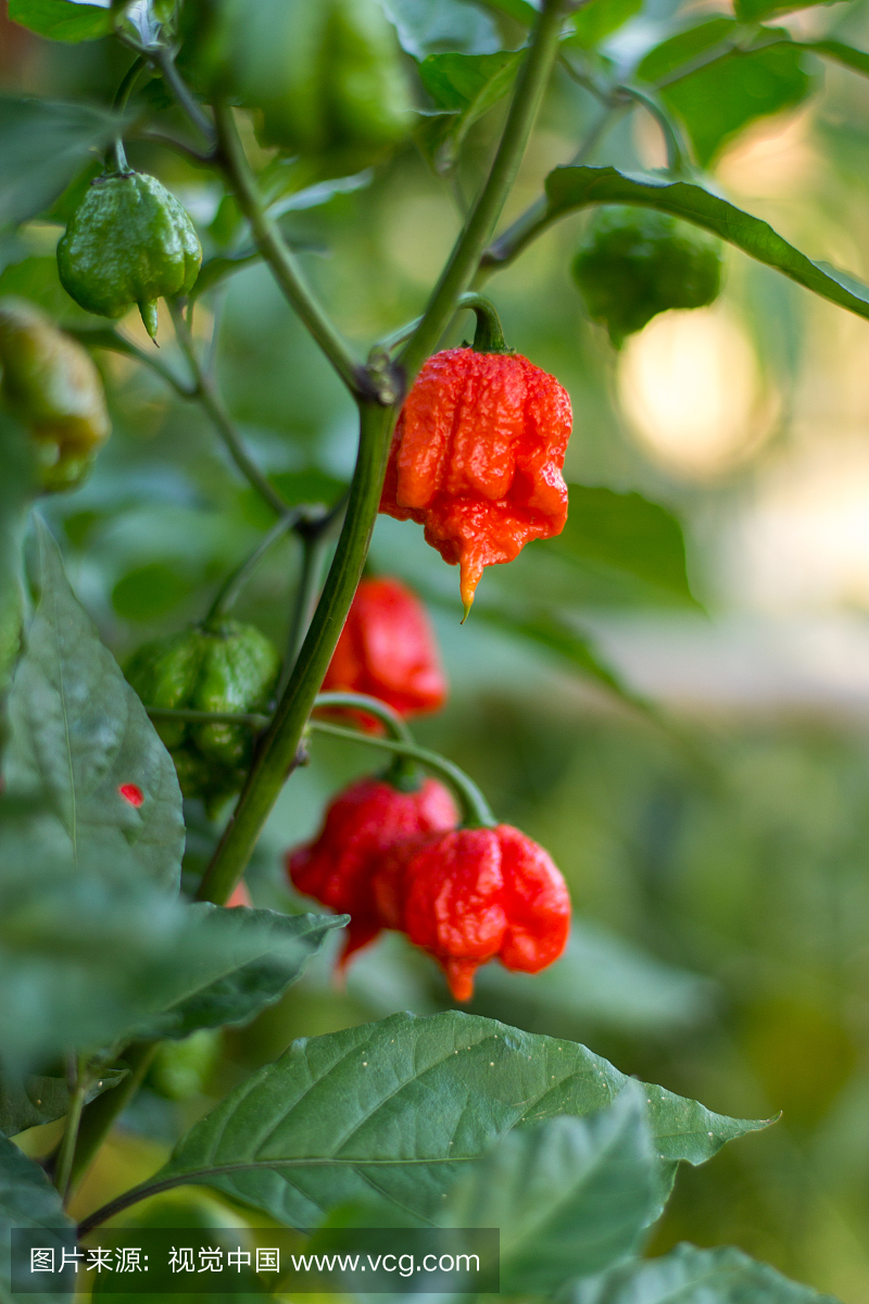 Carolina Reaper辣椒植物特写