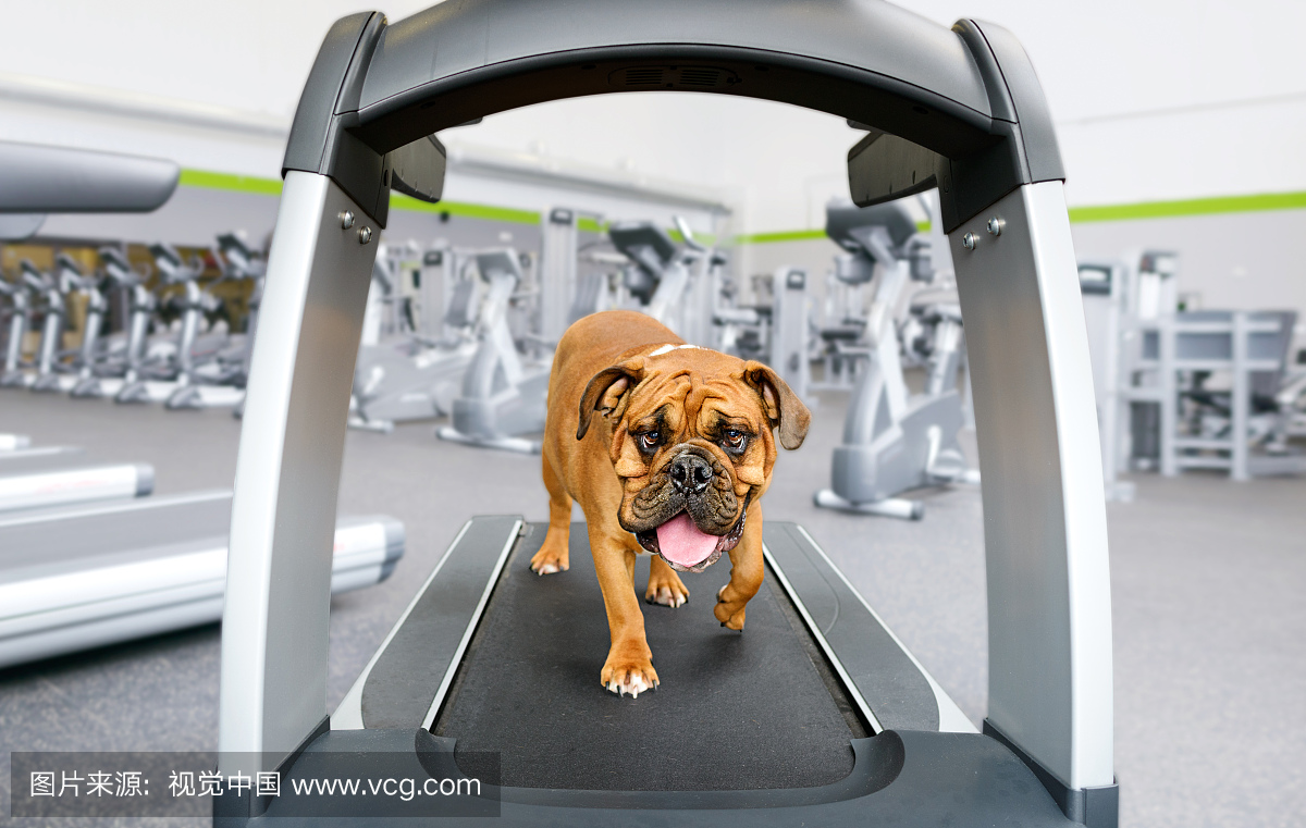 美式牛头犬英语斗牛犬在健身房的现代跑步机上