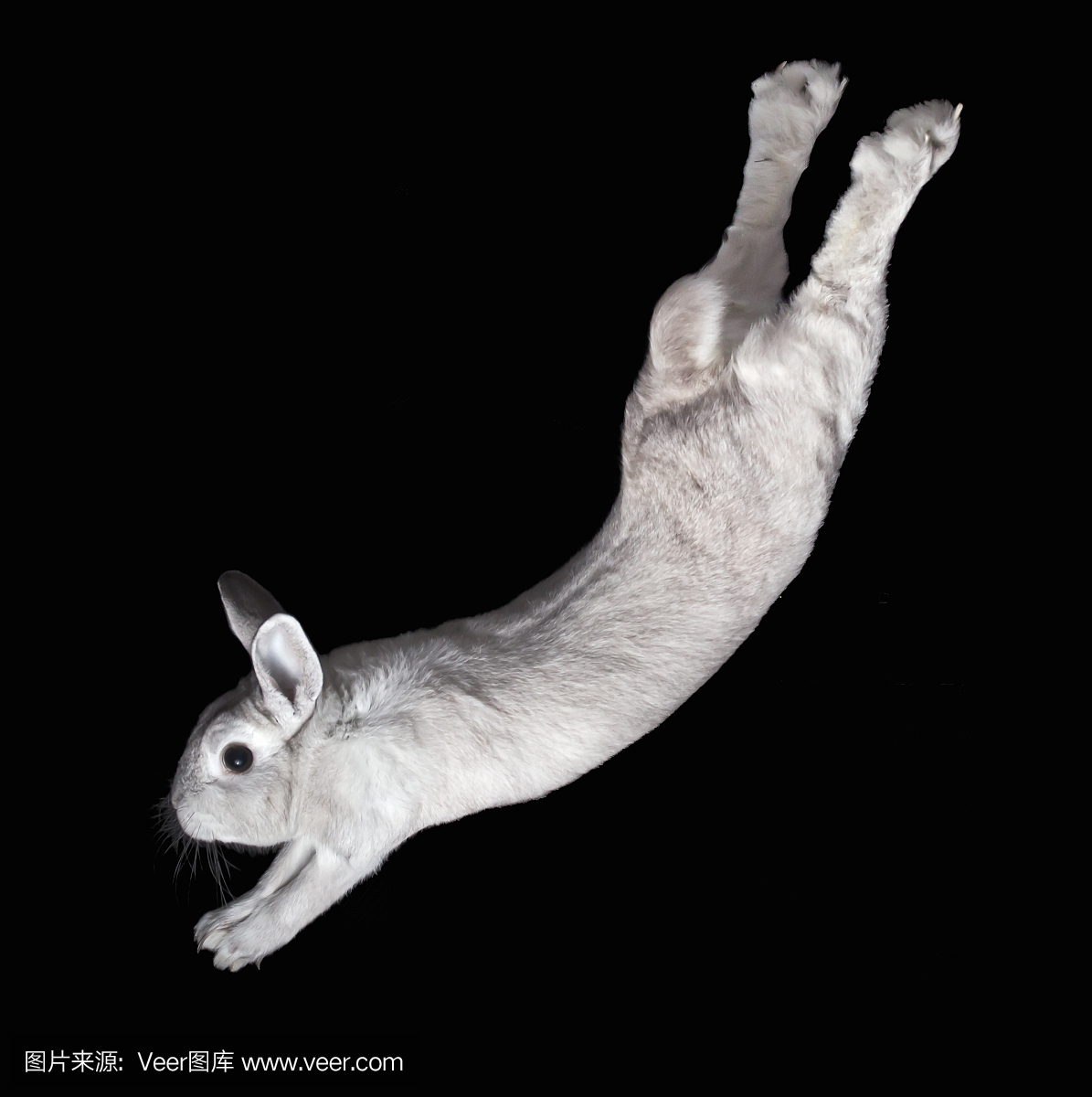 兔子跳下来