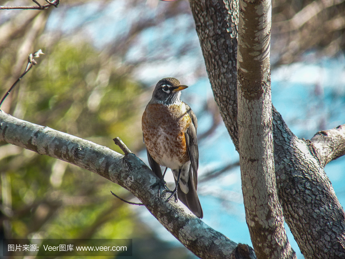 美洲知更鸟,美洲旅鸫,美洲歌鸲,天空