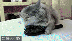 壁纸 动物 猫 猫咪 小猫 桌面 244_140 gif 动态图 动图