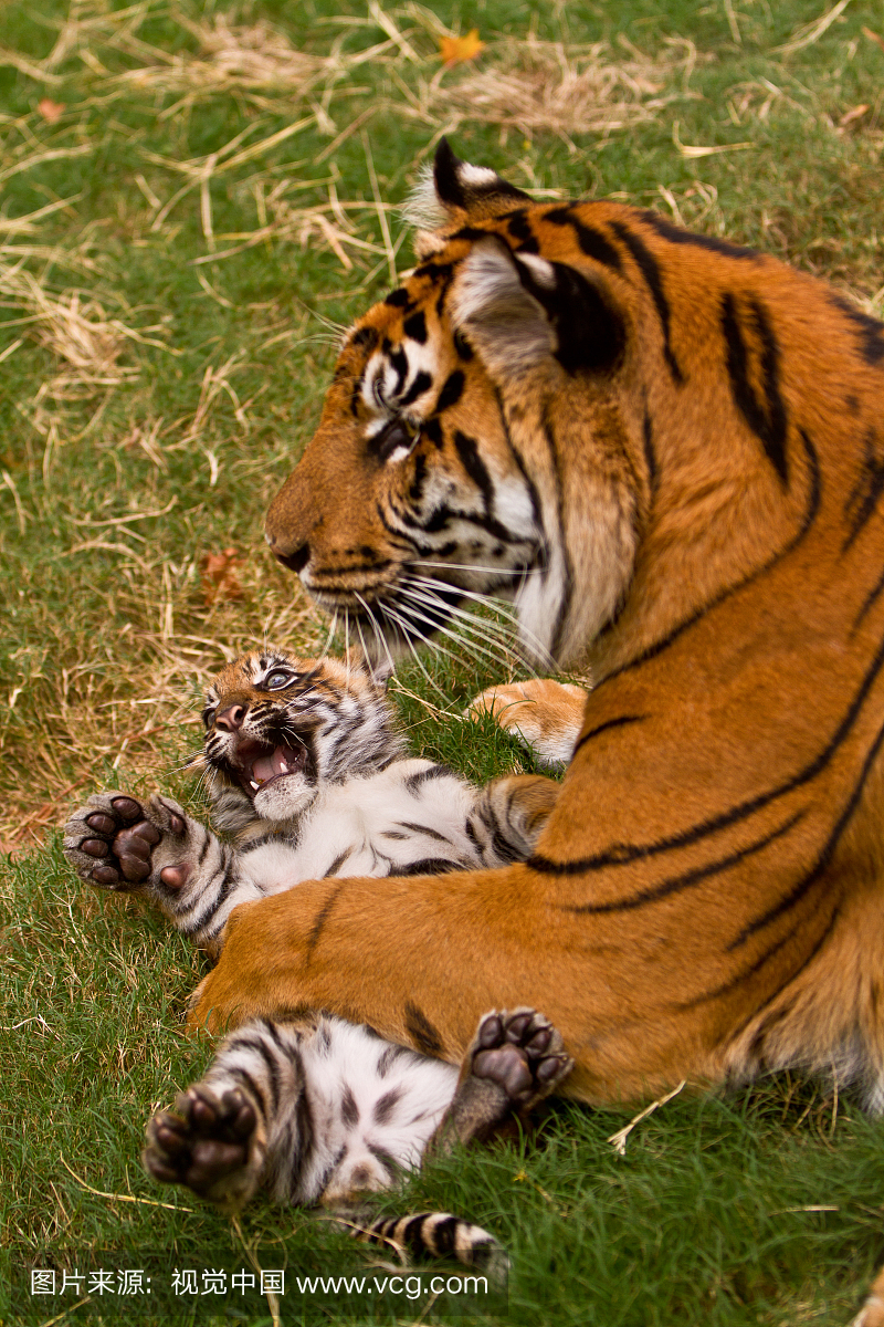虎,老虎,动物主题,人工饲养动物