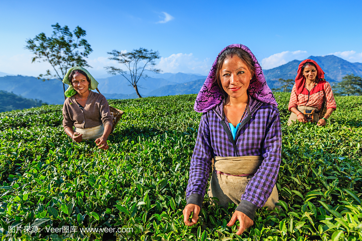 印度妇女在印度大吉岭拔毛茶叶