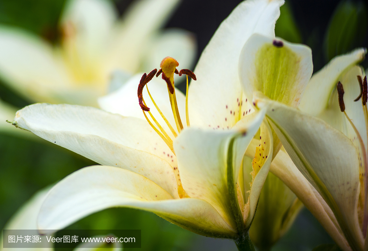 白百合花白百合。一个白色阿玛丽利斯的喇叭形排骨煮红鱼图片