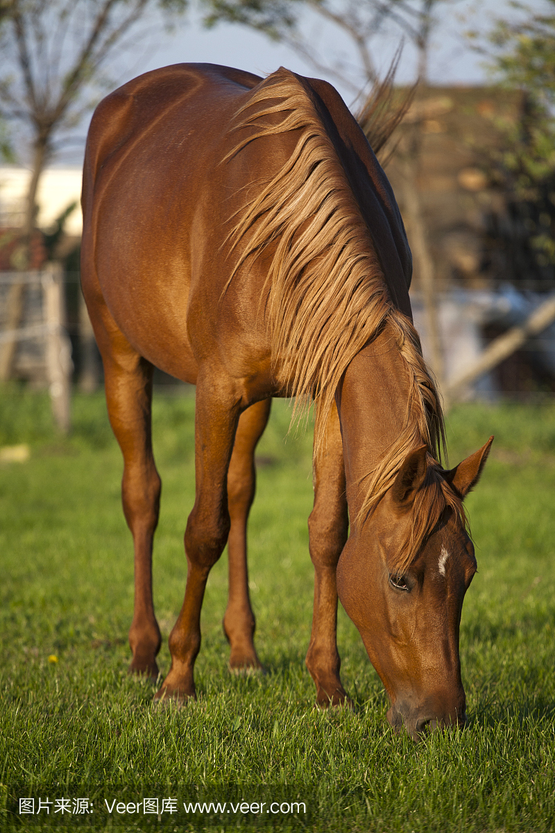 和平的怀孕母马在夏季畜牧场放牧