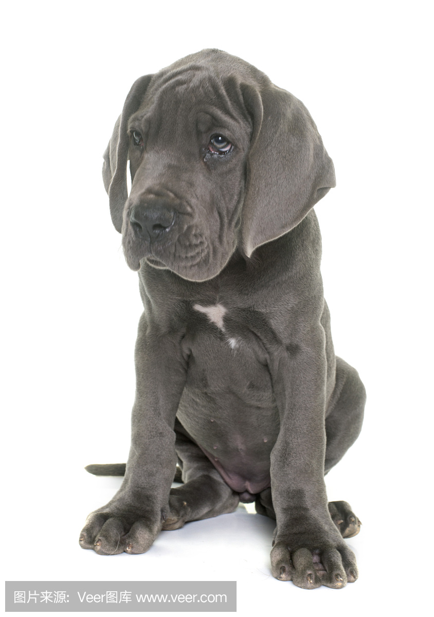 大丹狗,大丹犬,丹麦种大狗,大丹犬狗