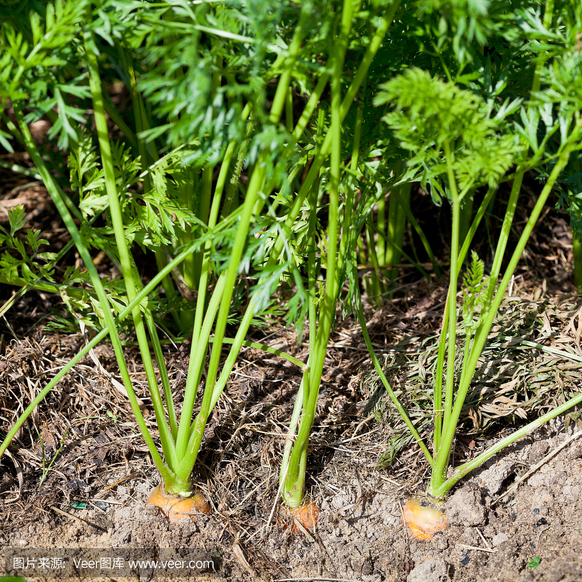 成熟的胡萝卜在蔬菜花园的床上